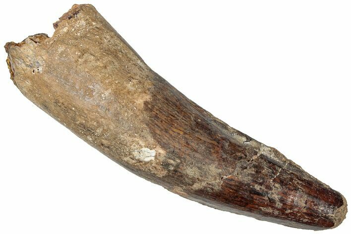 Fossil Spinosaurus Tooth - Real Dinosaur Tooth #310158